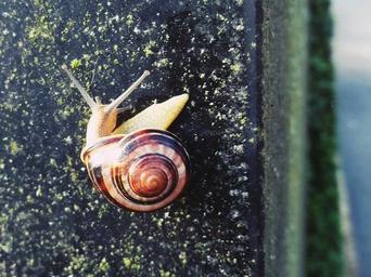 snail-shell-hide-away-close-nature-974330.jpg