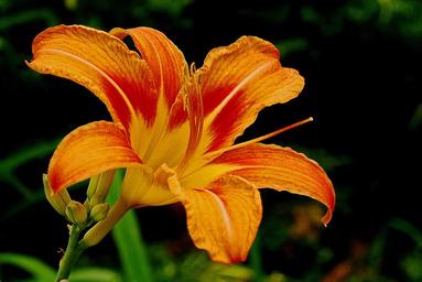 day-lily-flower-bloom-lily-botany-562007.jpg