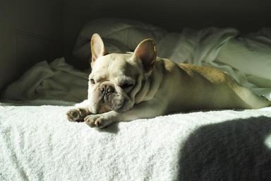dog-cute-french-bulldog-1016920.jpg