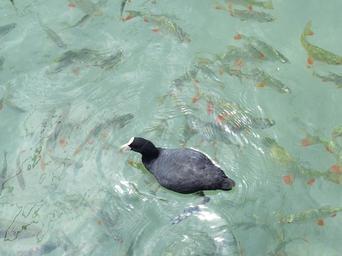 bird-duck-water-animal-animals-55629.jpg