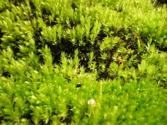 moss-plant-flora-botany-green-846423.jpg