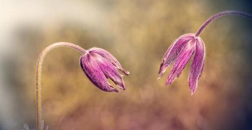 common-pasque-flower-1388609.jpg