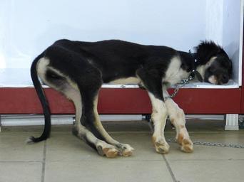 dog-sleep-animal-rest-65263.jpg