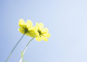 yellow-daisy-flower-macro.jpg