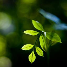 plant-leaves-green-nature-leaf-1029912.jpg