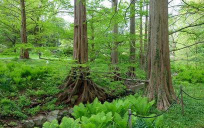 Trees-in-a-green-forest-in-spring.jpg