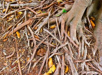 tree-trees-wood-tree-branches-1613354.jpg