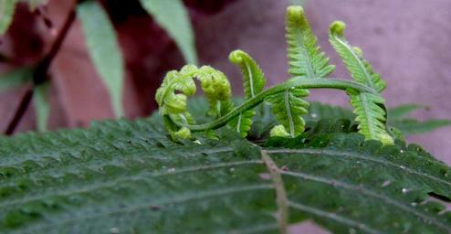 nature-foliage-fern-bud-237339.jpg