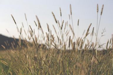 grass-field-nature-green-summer-909115.jpg