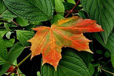 nature-foliage-autumn-clone-961169.jpg