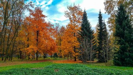 tree-foliage-autumn-nature-park-1019188.jpg