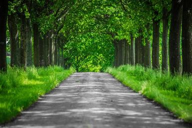 forest-away-tree-nature-trail-1419856.jpg