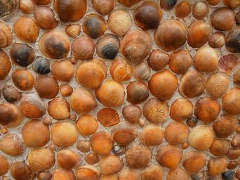 mussel-wall-marine-decoration-1710445.jpg