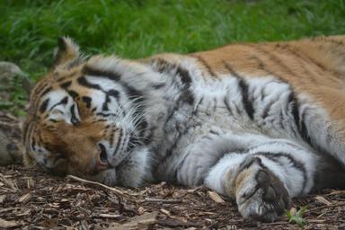 tiger-sleeping-big-cat-zoo-339096.jpg