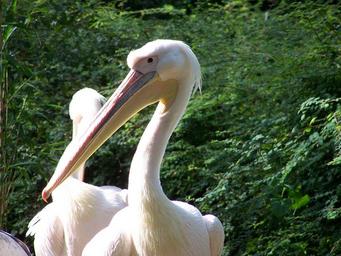 pelican-bird-big-bill-1396402.jpg