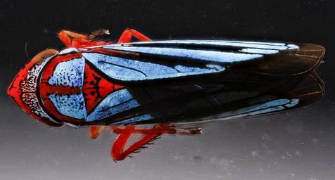 Leafhopper_cuvette,_U,_back,_Dominican_Republic_2012-11-28-14.59.33_ZS_PMax.jpg