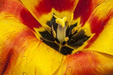 tulip-open-blossom-bloom-spring-1343390.jpg