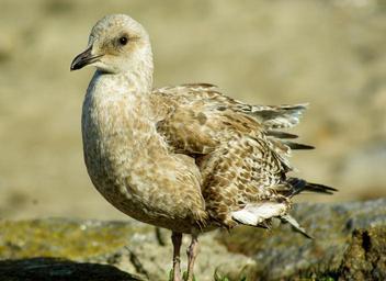 bird-seagull-feathers-sea-%E2%80%8B%E2%80%8Bbird-1046050.jpg