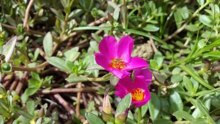 flowers-wild-flower-purple-flower-1629652.jpg