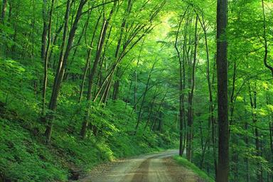 woods-landscape-road-1600782.jpg
