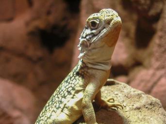 Central Netted Dragon closeup at Sydney Wildlife World.jpg