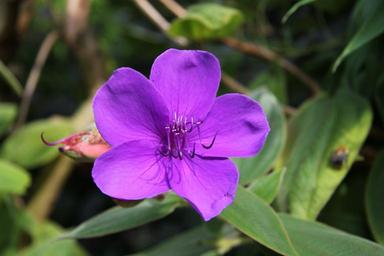 flower-purple-plant-beautiful-812807.jpg