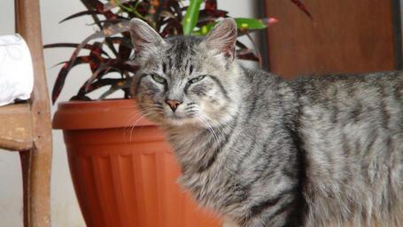 cat-animal-pet-cats-kitten-pets-1118019.jpg