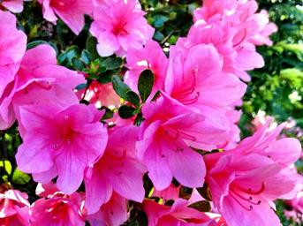 pink-flowers-rhododendrons-1183079.jpg