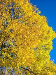 autumn-tree-stockholm-232086.jpg