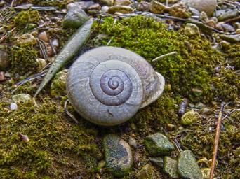 snail-shell-forest-moisture-moss-1225984.jpg