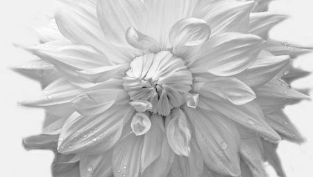 flowers-flower-plants-nature-macro-71618.jpg