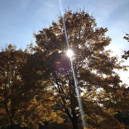 autumn-tree-in-the-fall-light-1014441.jpg