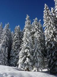 firs-nature-forest-snowy-winter-235169.jpg