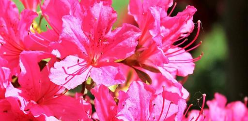azalea-rhododendron-flowers-1387526.jpg