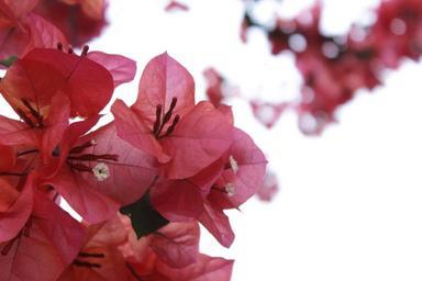 bougainvillea-flowers-red-spring-824765.jpg