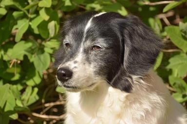 dog-face-hybrid-eyes-animal-pet-1384001.jpg
