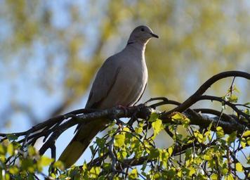 dove-grey-tree-wildlife-photography-738017.jpg