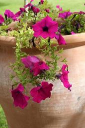 plant-flower-blossom-bloom-purple-108391.jpg