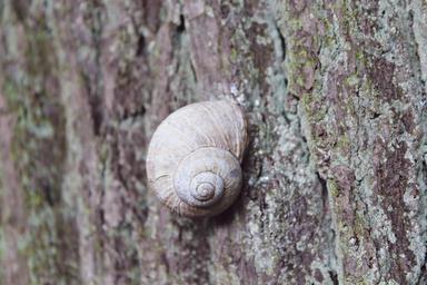 snail-tree-reptile-shell-nature-908232.jpg