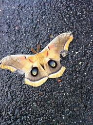 butterfly-moth-wings-1052470.jpg