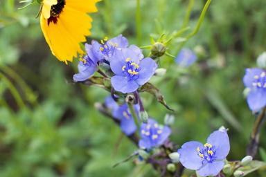 spiderwort-flower-tradescantia-1373825.jpg