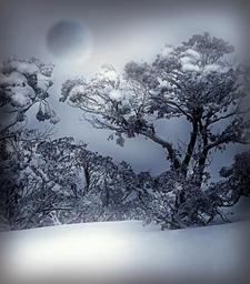 winter-white-blue-snow-nature-914370.jpg