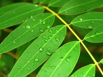 water-drops-leaf-grass-green-dew-1554436.jpg