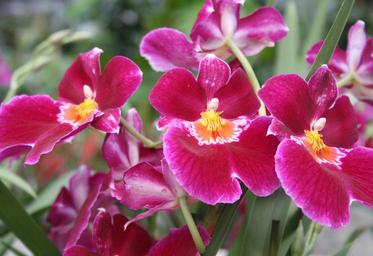 red-orchid-orchids-pink-flower-1529389.jpg