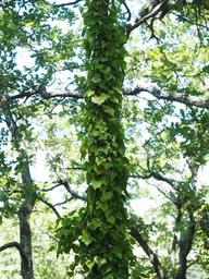 ivy-tree-fouling-climber-creeper-1521781.jpg