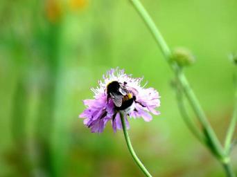 hummel-blossom-bloom-flower-insect-755286.jpg