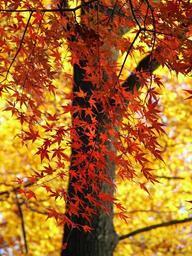 leaves-colorful-autumn-forest-76849.jpg