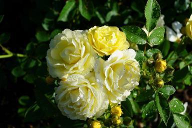 rose-flower-nature-plant-yellow-809075.jpg