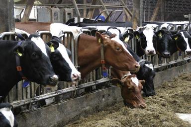 cows-food-eat-farm-lower-saxony-552946.jpg