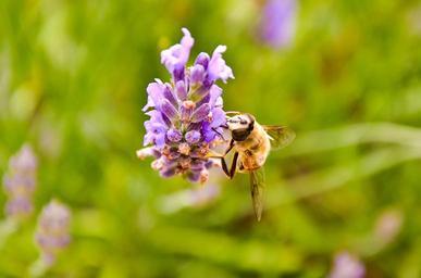 bee-yellow-black-nature-insect-399432.jpg